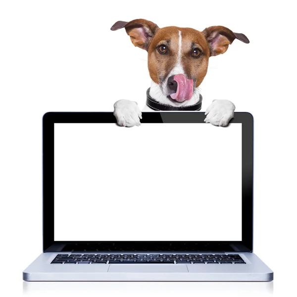 コンピューターの犬 — ストック写真
