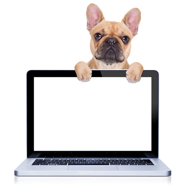 Computer hond — Stockfoto