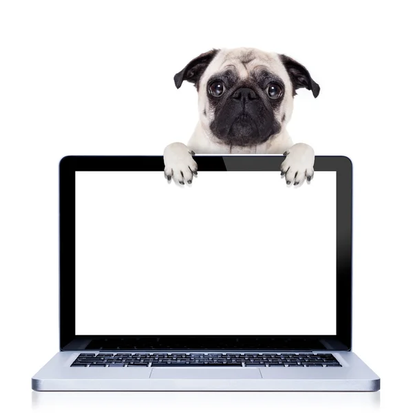 Computer hond — Stockfoto