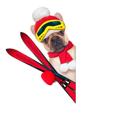 köpek Kayak Kış