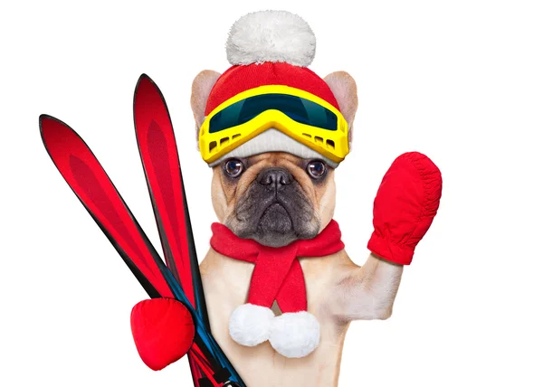 犬スキー冬 — ストック写真
