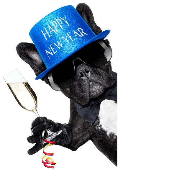 Happy new year dog — Stock Photo, Image