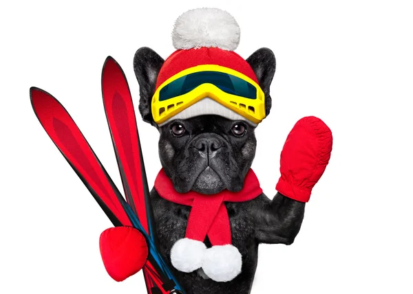 Hond ski-winter — Stockfoto