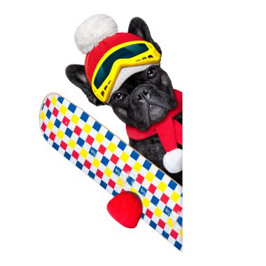 köpek Kayak Kış