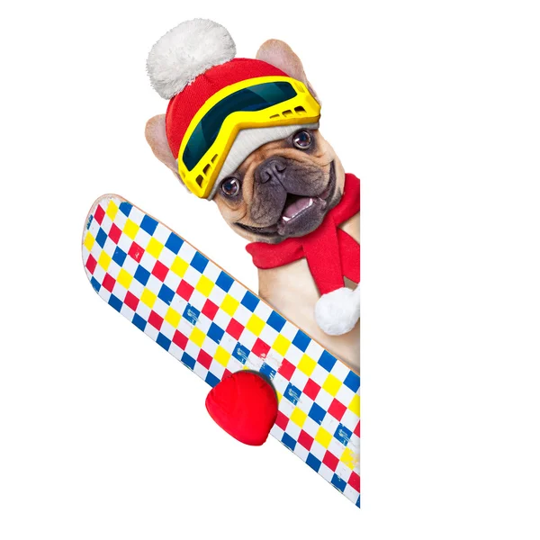 Dog ski winter — Stock Photo, Image