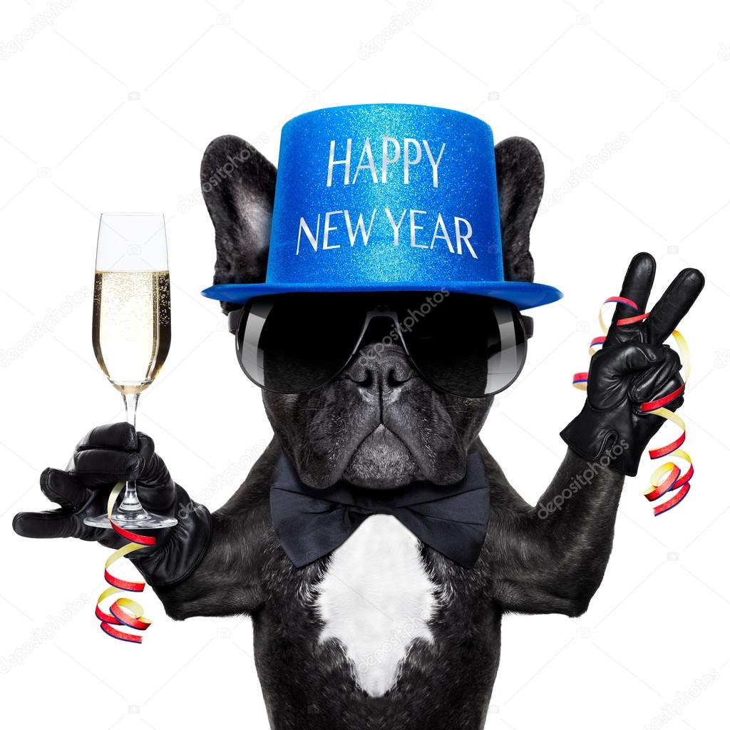 happy new year dog