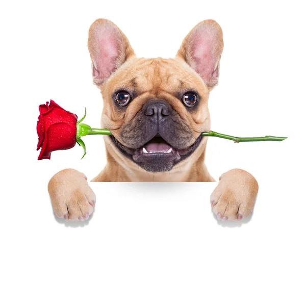 Valentines perro — Foto de Stock