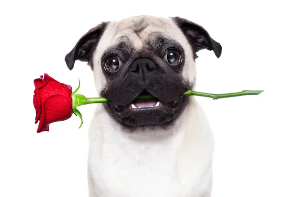 Valentines dog Stock Image