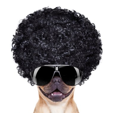 aptal köpek 