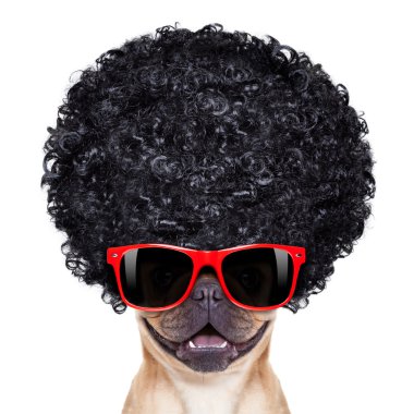 aptal köpek 