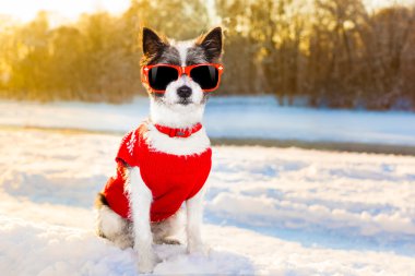 Swiss köpek kış