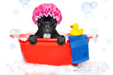 Dog taking a bath in a colorful bathtub with a plastic duck