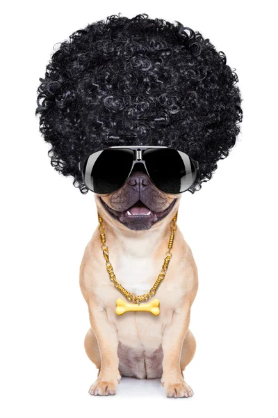 Gangster dog — Stock Photo, Image
