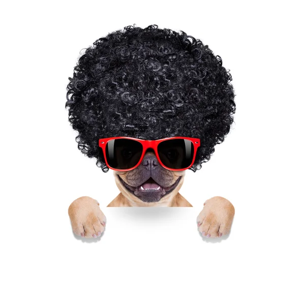 Silly dog — Stock Photo, Image
