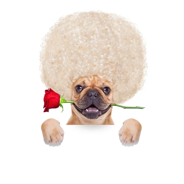 Pies Walentynki — Zdjęcie stockowe