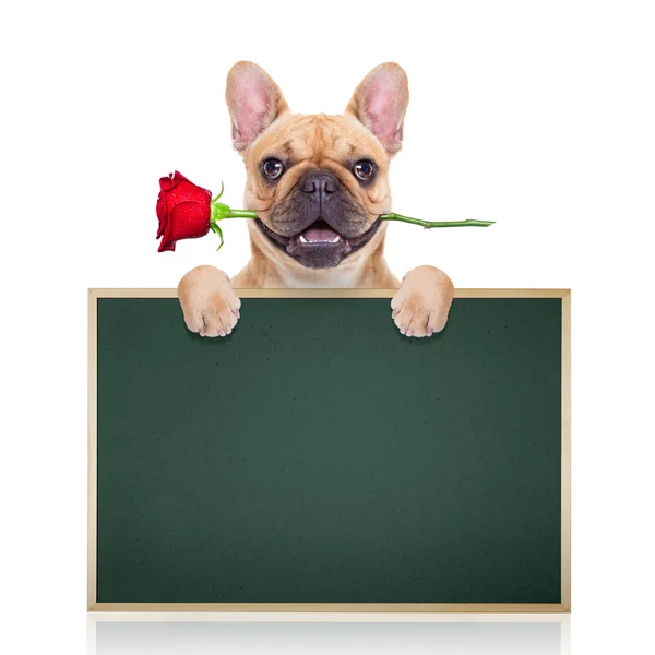 Valentines chien — Photo