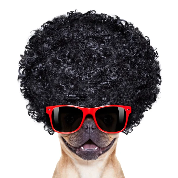 aptal köpek 
