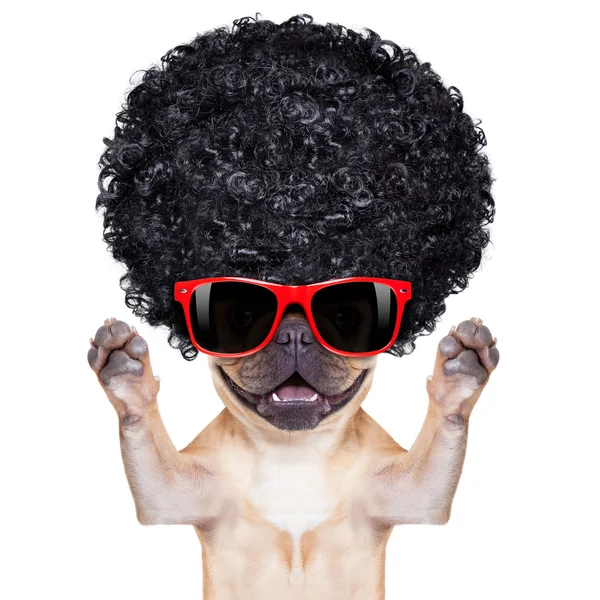 Barış köpek