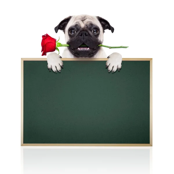 Valentines hond — Stockfoto