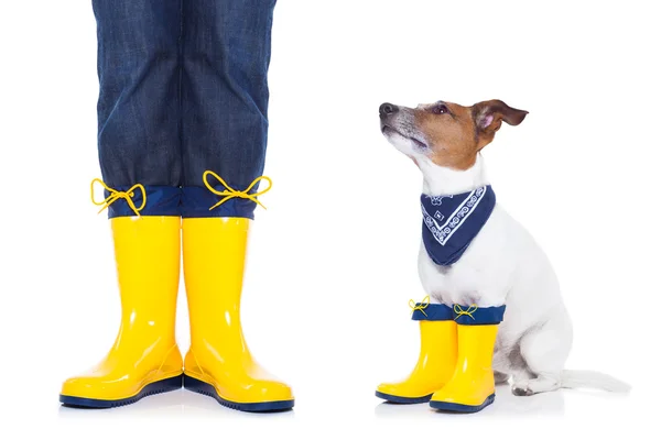 Dog ready for a walk in rain — Stock Photo, Image