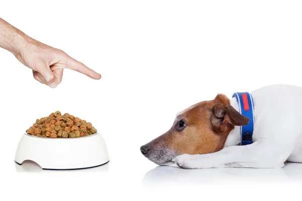 Hungry dog — Stock Photo, Image