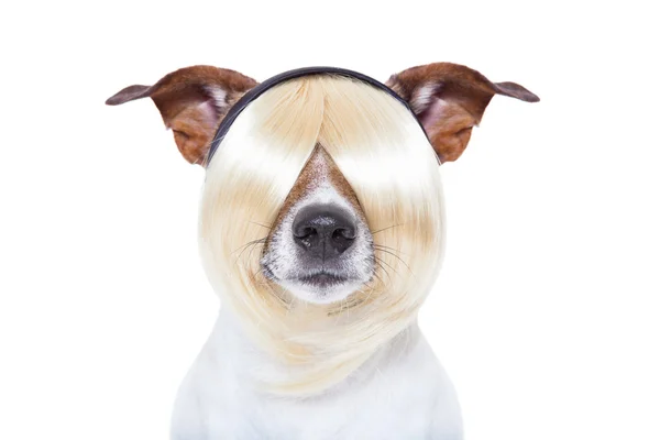 Beauty dog — Stock Photo, Image