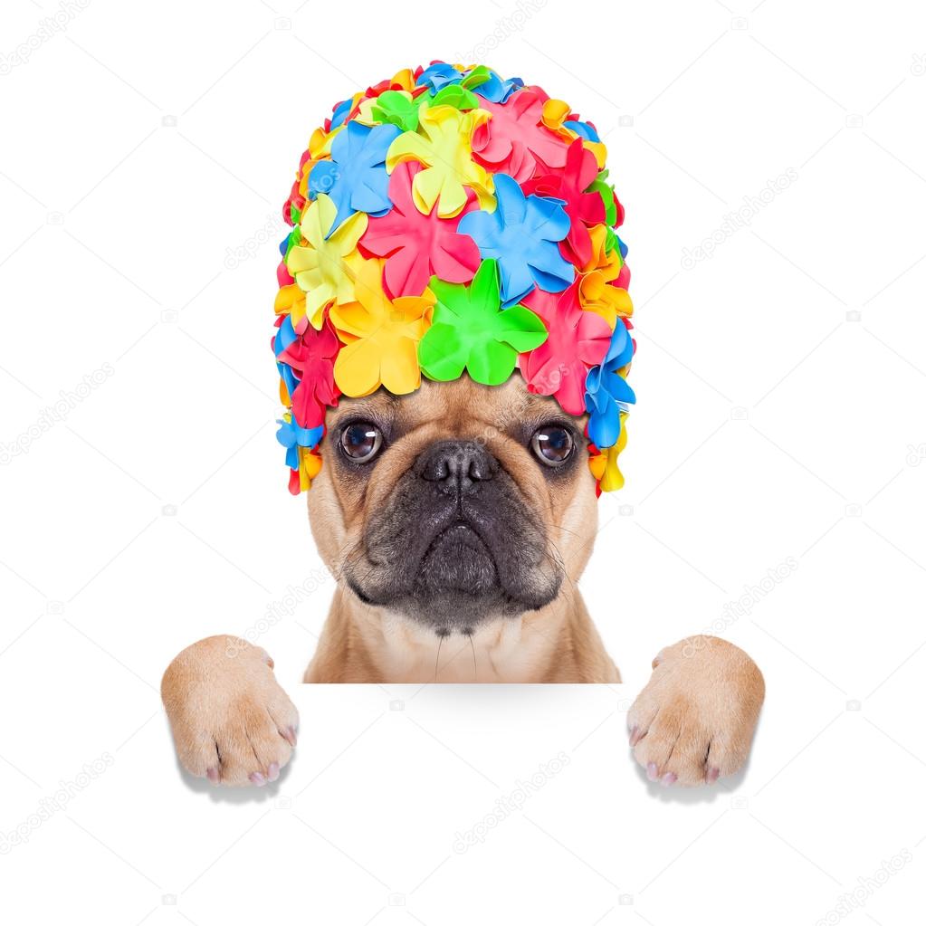 Swimming cap dog Stock Photo by ©damedeeso 61847499