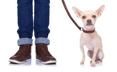 Köpek ve Sahibi