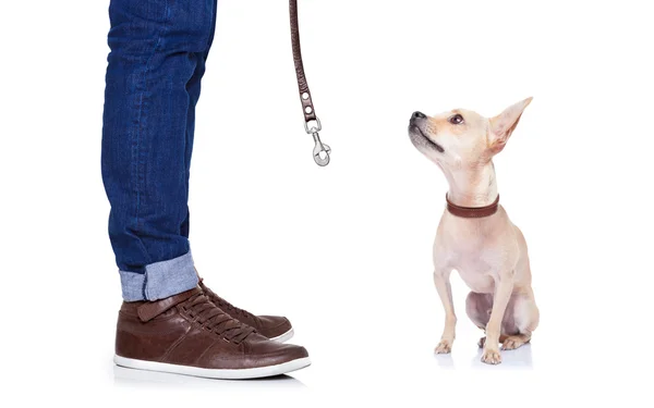 Dog and owner — Stock Photo, Image