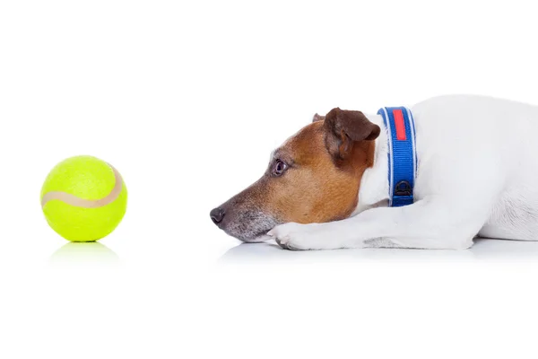 Hond spelen bal — Stockfoto