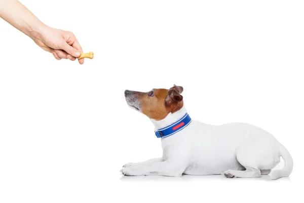 Tratamento para cães — Fotografia de Stock