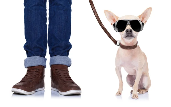 Dog and owner — Stock Photo, Image