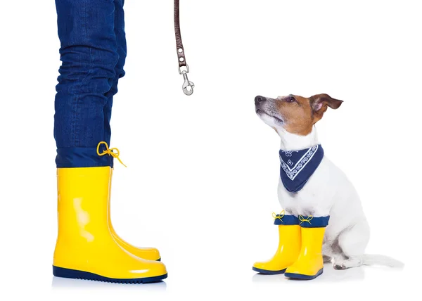 Cane pronto per una passeggiata sotto la pioggia — Foto Stock