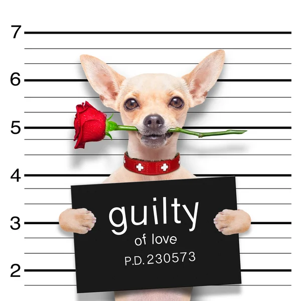 Valentines  mugshot dog — Stock Photo, Image