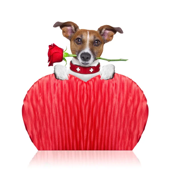발렌타인 강아지 — 스톡 사진