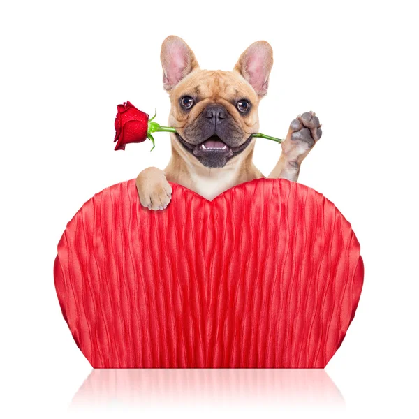 Valentines perro — Foto de Stock