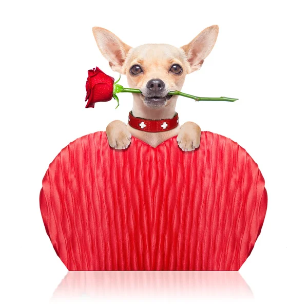 Valentinky pes — Stock fotografie