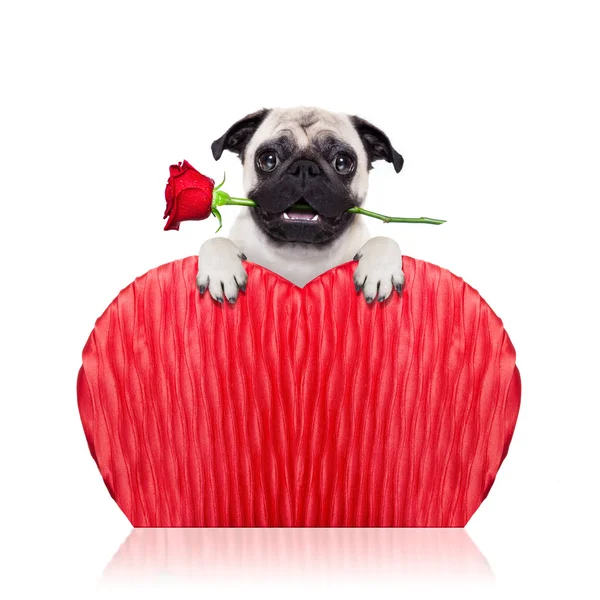 Валентинская собака — стоковое фото