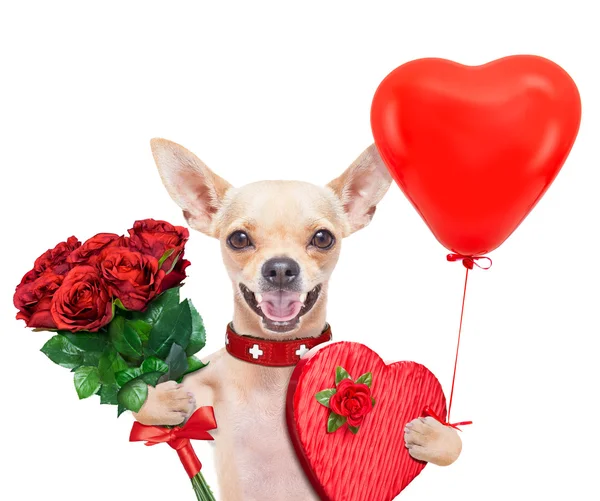 Valentines hond — Stockfoto