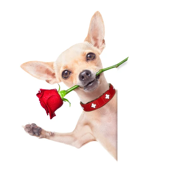 Valentines hond — Stockfoto