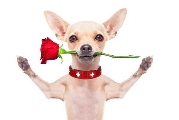 Valentines perro — Foto de Stock