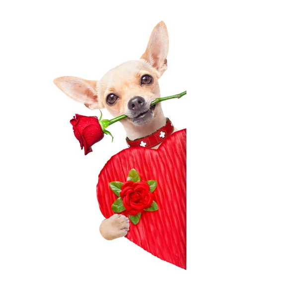 Valentines perro — Foto de Stock