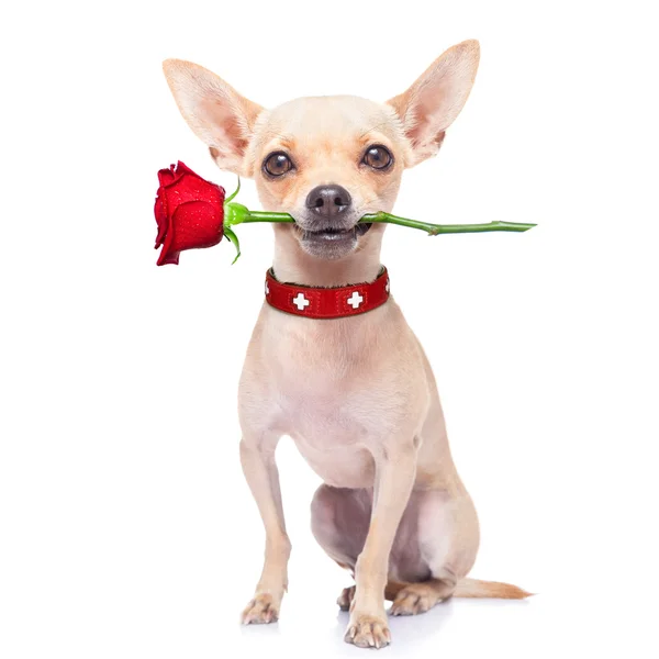 Valentines cão — Fotografia de Stock