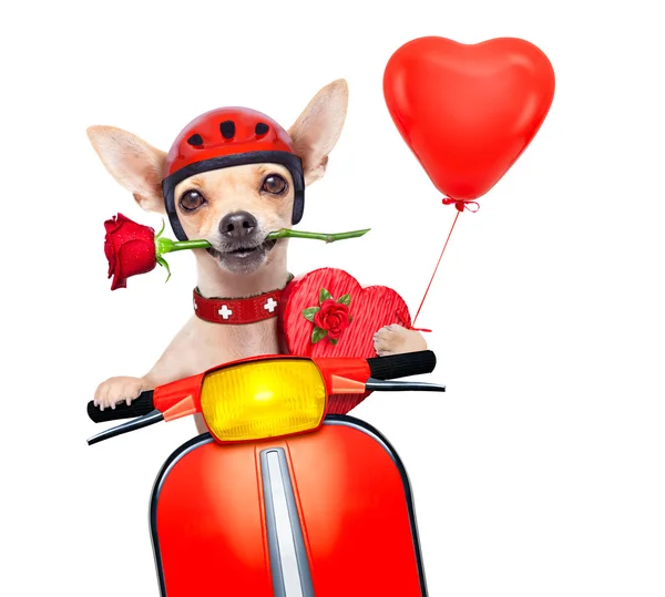 Valentines perro — Foto de Stock