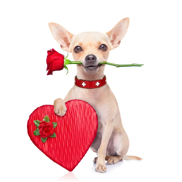 Happy Birthday Chihuahua Stock Photos Royalty Free Images Depositphotos Happy Birthday Chihuahua Stock Photos Royalty Free Images Depositphotos