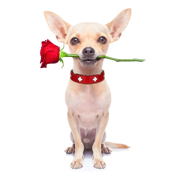 Valentines dog Stock Picture