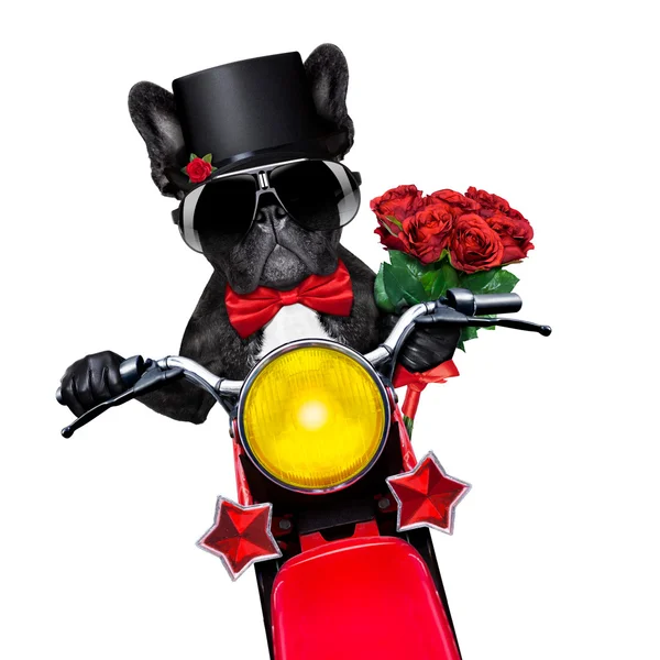 San Valentín novio perro — Foto de Stock