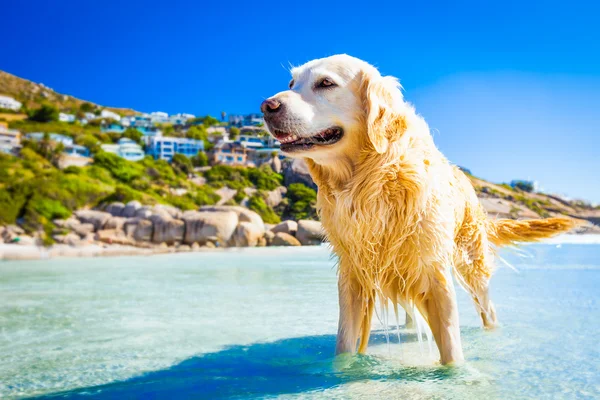 夏の休暇の犬 — ストック写真