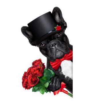 Sevgililer damat köpek