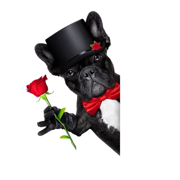 San Valentín novio perro —  Fotos de Stock